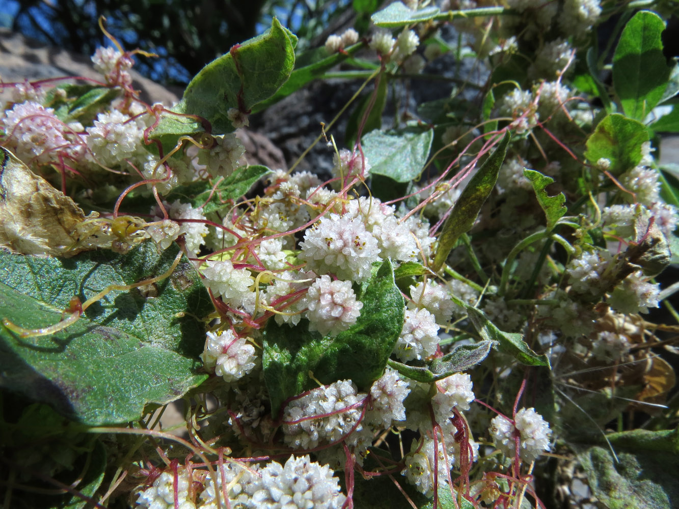 Image of genus Cuscuta specimen.