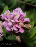 Robinia viscosa