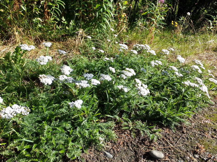 Image of Achillea millefolium specimen.