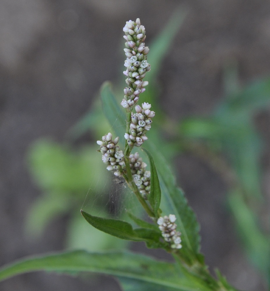 Image of genus Persicaria specimen.