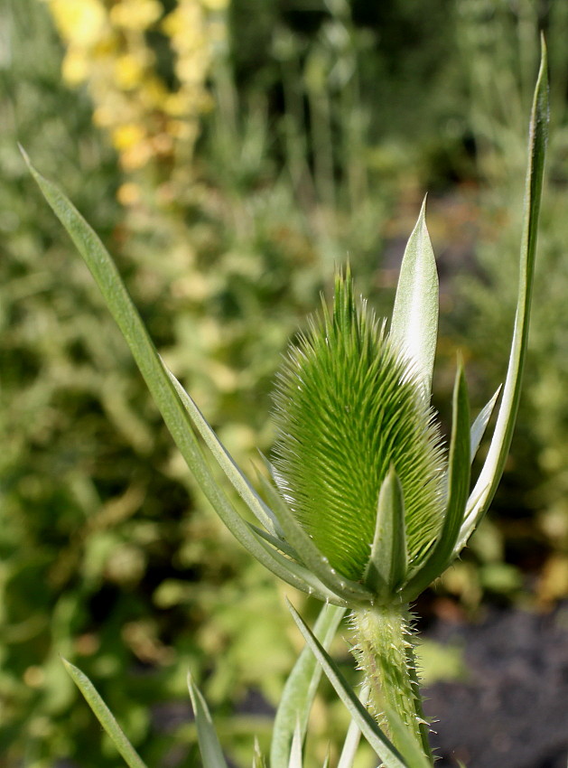 Изображение особи Dipsacus laciniatus.