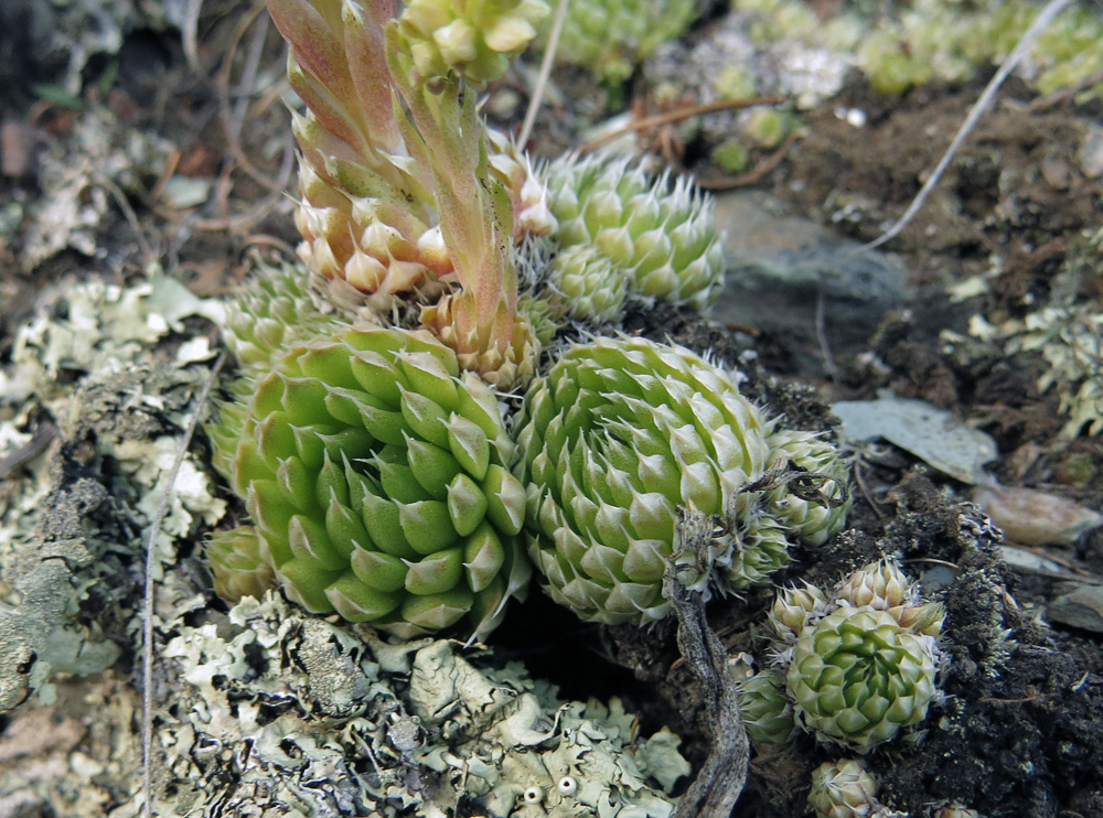 Изображение особи Orostachys spinosa.