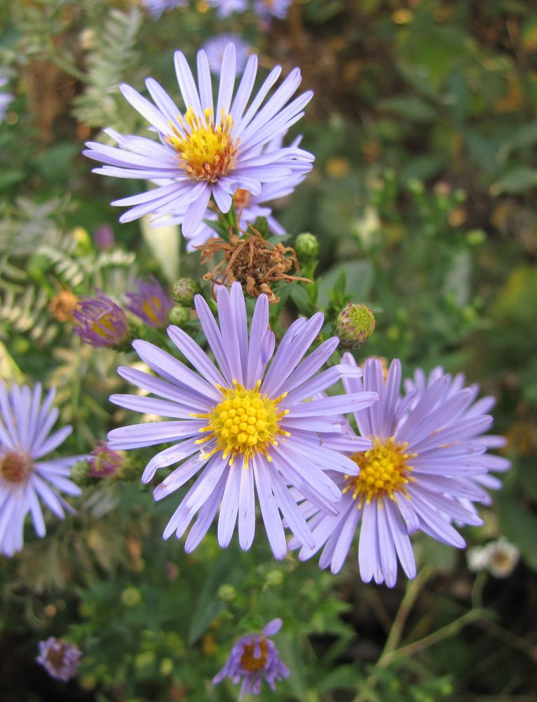 Image of Symphyotrichum &times; versicolor specimen.