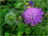 Knautia arvensis