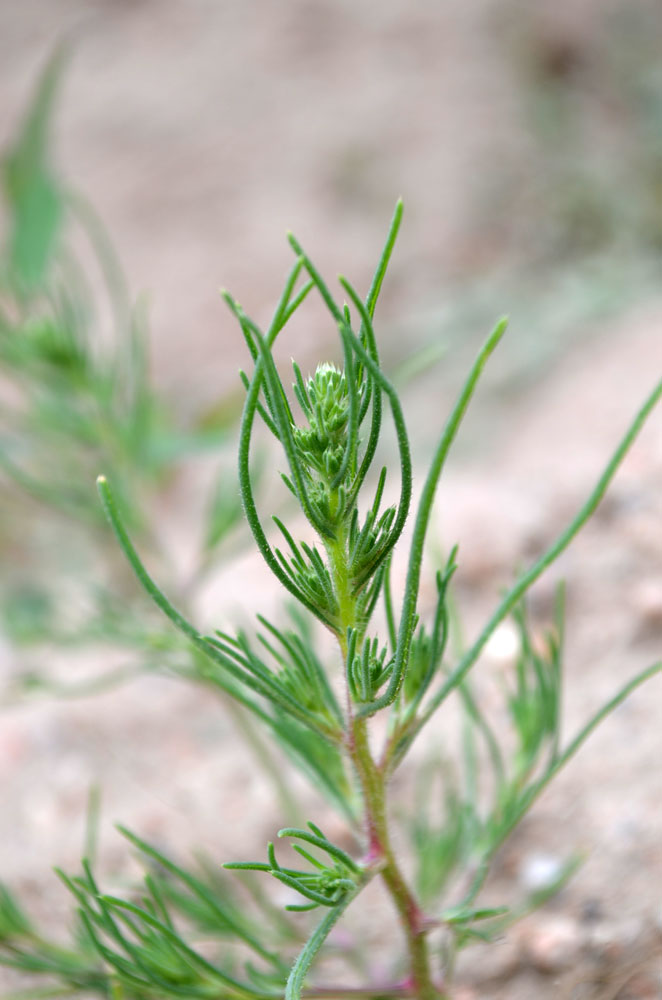 Изображение особи Salsola tragus.