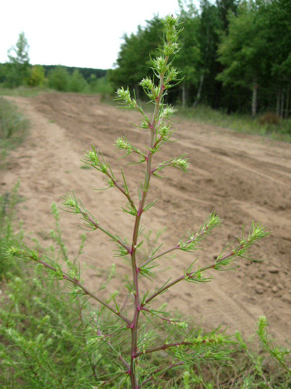 Image of Salsola tragus specimen.