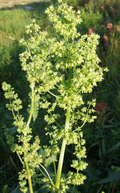 Image of Rumex confertus specimen.