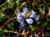 Corydalis subjenisseensis. Соцветие. Красноярский кр., Ермаковский р-н, окр. п. Танзыбей, протока Исакина на р. Малый Кебеж; лесной луг. 24.04.2007.