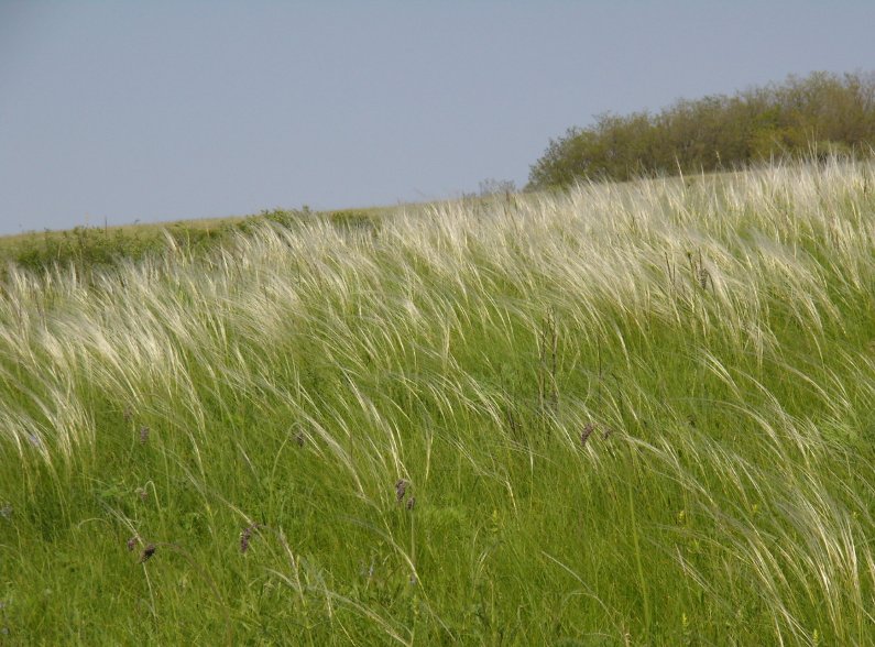 Изображение особи род Stipa.