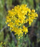 Hypericum scabrum. Соцветие. Кыргызстан, Чуйская обл., предгорье, луг перед склоном восточнее с. Орто-Сай. 07.05.2015.