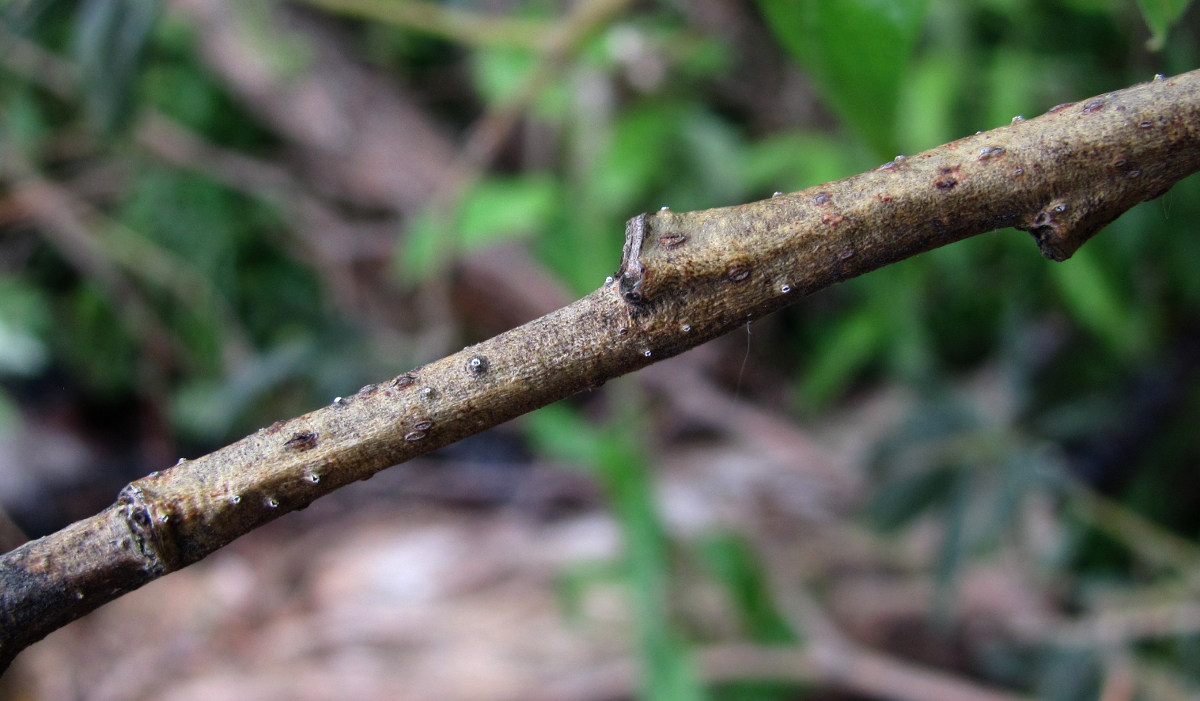 Image of Salix gmelinii specimen.