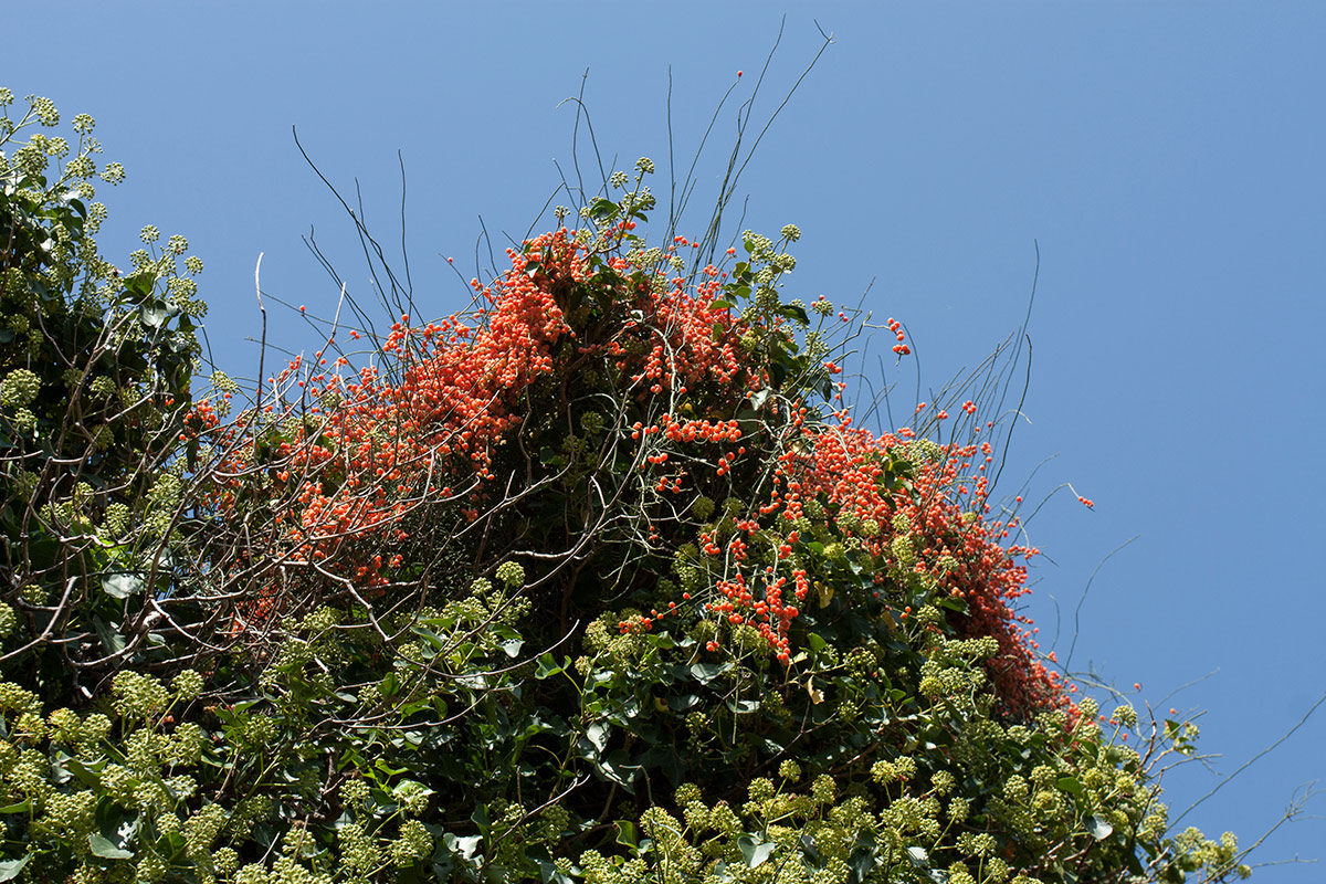 Image of Ephedra foeminea specimen.