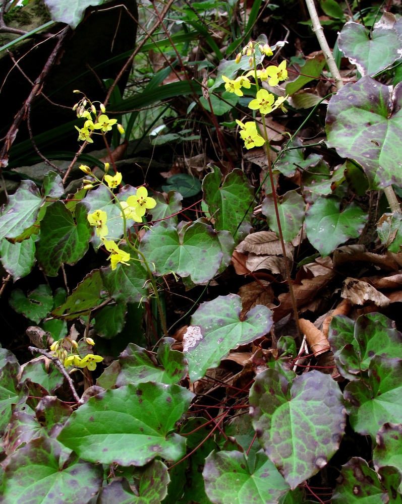 Image of Epimedium colchicum specimen.