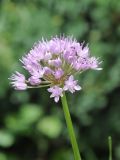 Allium senescens