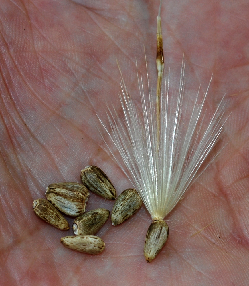 Image of Cynara scolymus specimen.