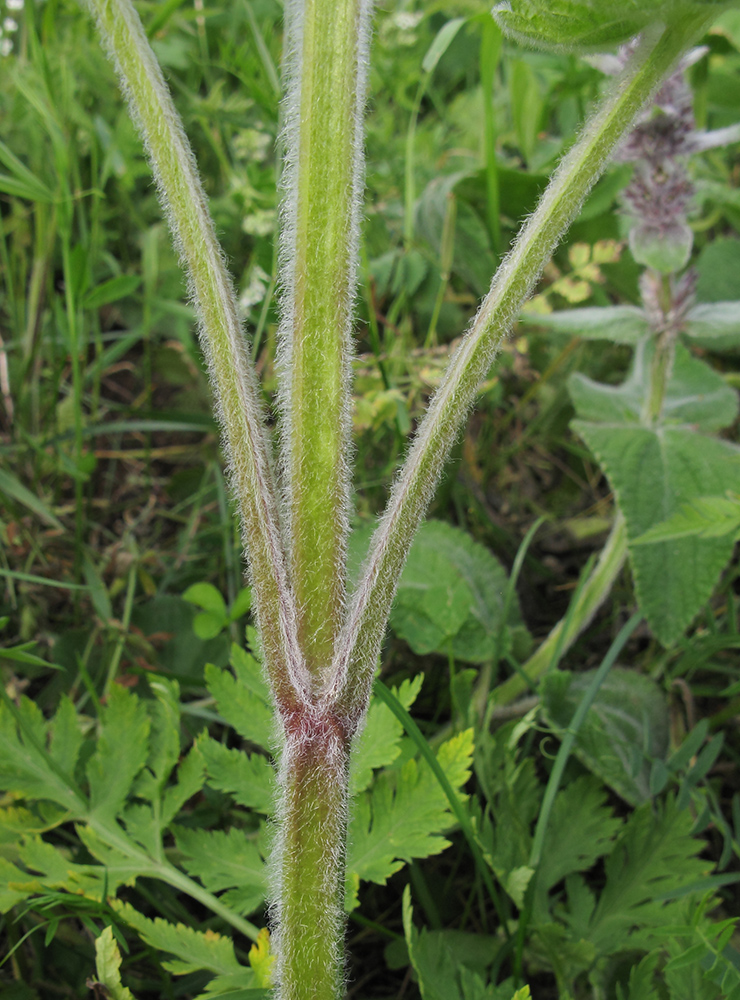 Image of Stachys balansae specimen.