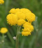 Tanacetum vulgare. Соцветия. Восточный Казахстан, Уланский р-н, окр. с. Украинка луг. 12.06.2005.