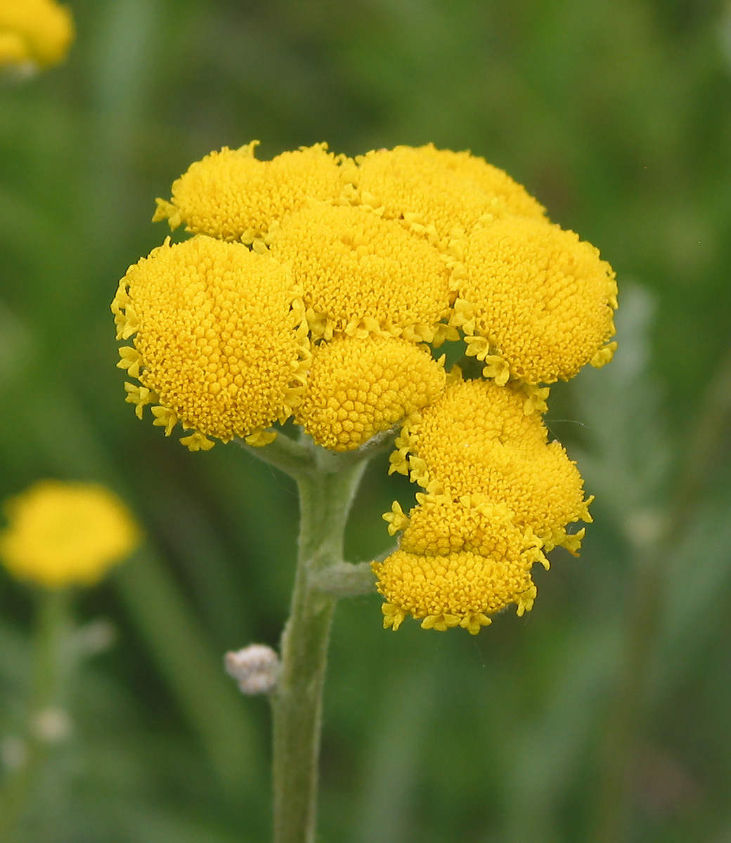 Изображение особи Tanacetum vulgare.