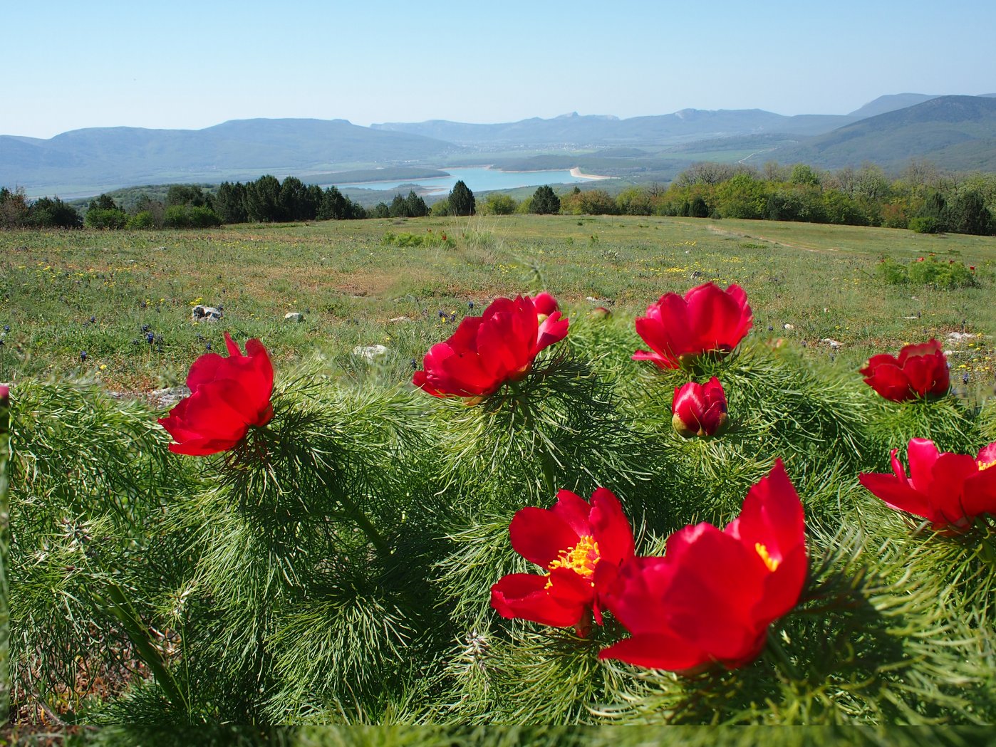 Image of Paeonia tenuifolia specimen.