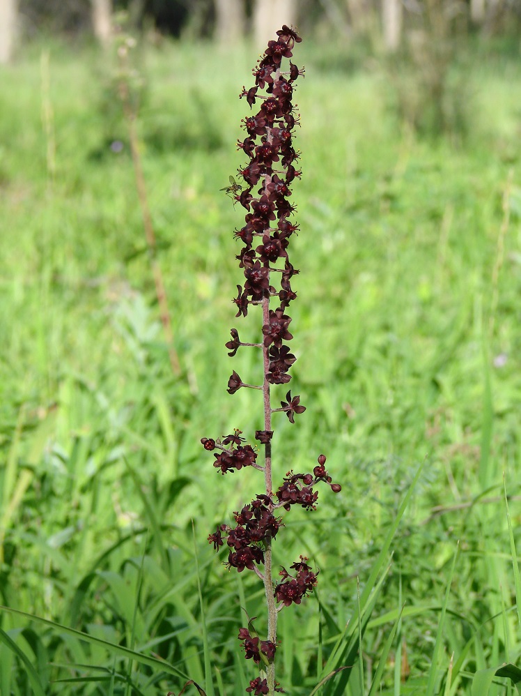 Изображение особи Veratrum nigrum.