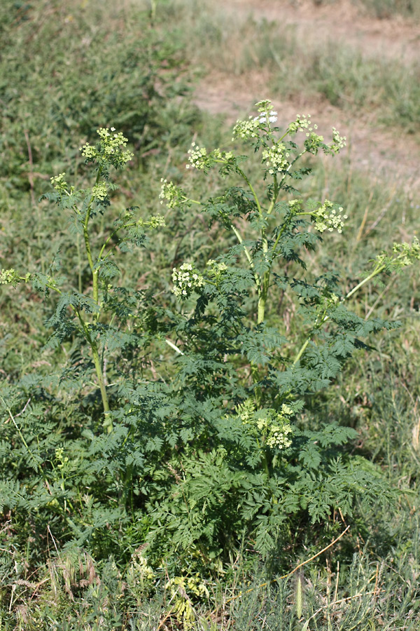 Изображение особи Conium maculatum.