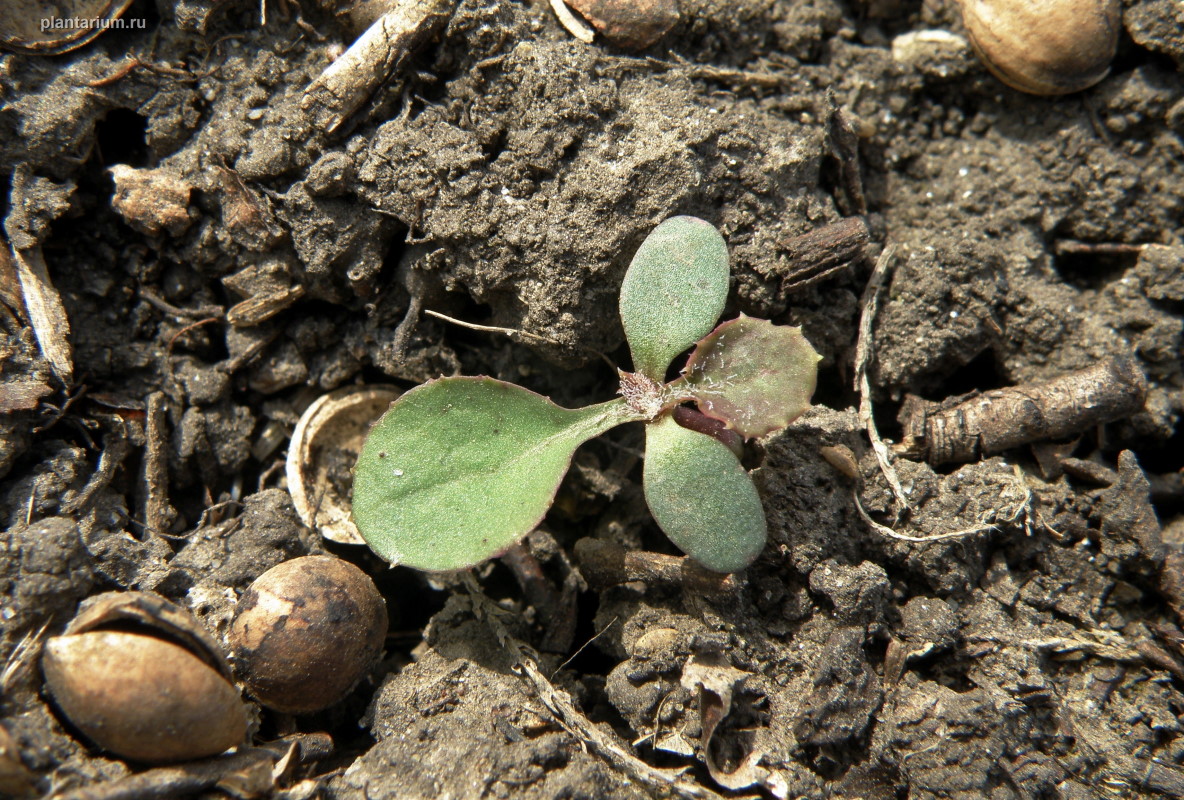 Изображение особи Sonchus oleraceus.