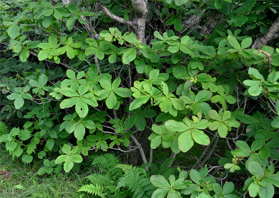 Image of Rhododendron schlippenbachii specimen.