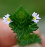 Euphrasia pectinata