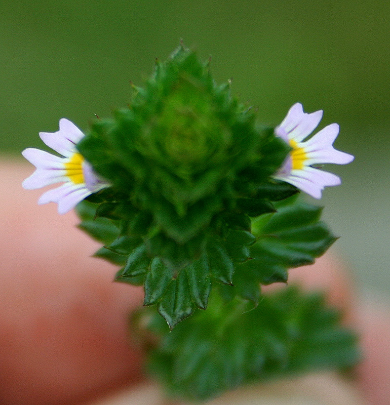 Image of Euphrasia pectinata specimen.