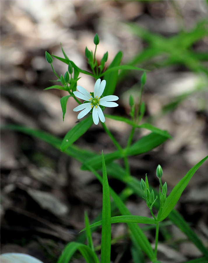 Image of Stellaria holostea specimen.