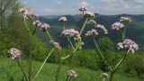 Valeriana rossica