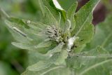 Verbascum lychnitis. Верхушка растения с долгоносиком из рода Cionus и гусеницы совки Cucullia sp. Татарстан, Нижнекамский р-н, окр. дер. Благодатная, лесостепной участок с чередованием степи и перелесков с преобладанием дуба, открытый участок. 29 мая 2016 г.