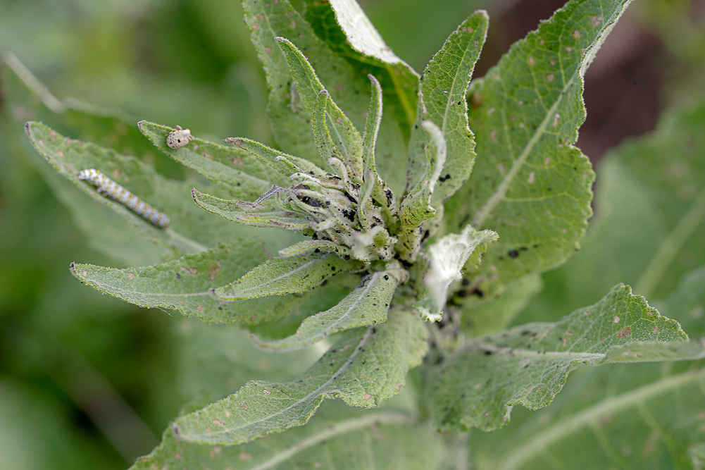 Изображение особи Verbascum lychnitis.