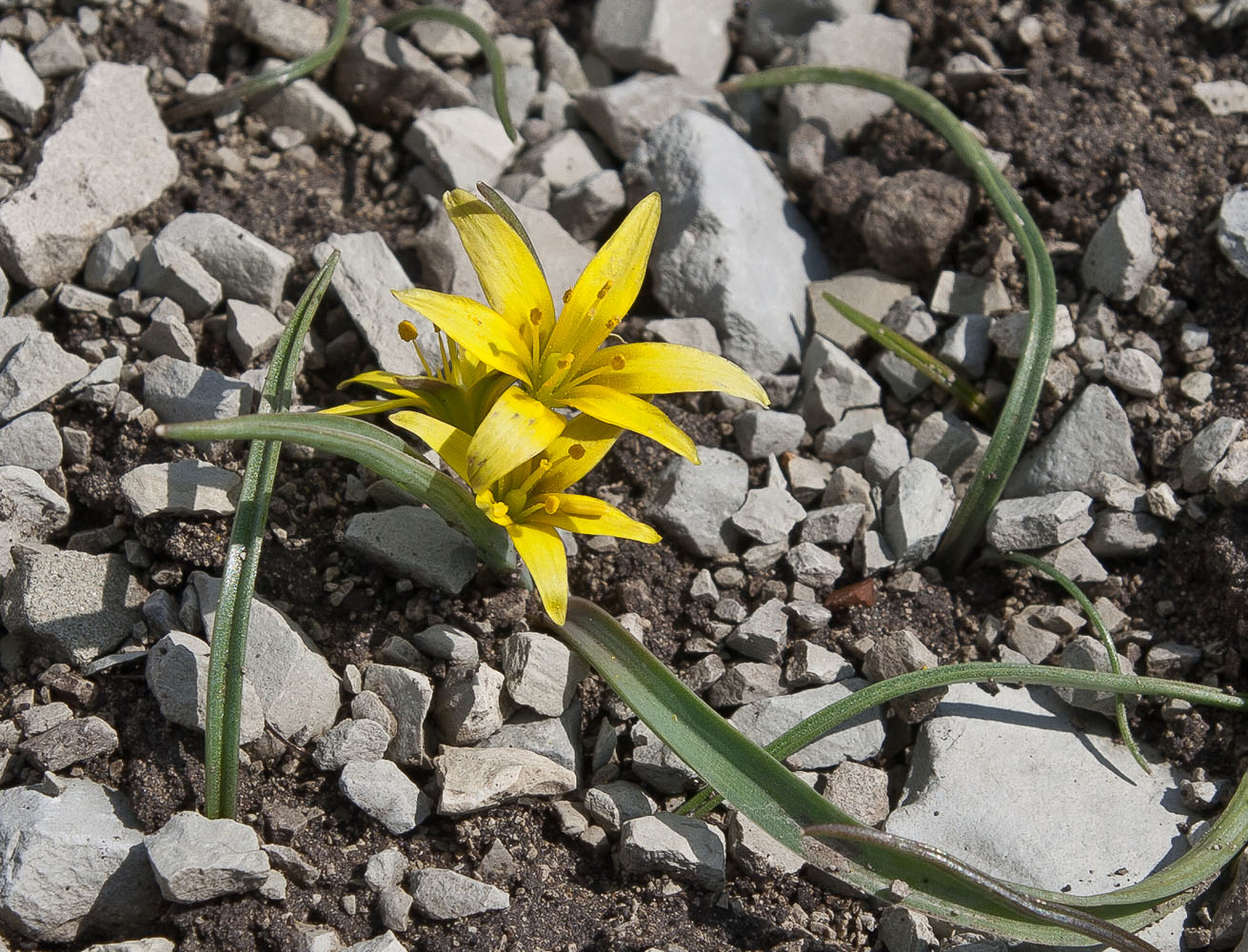 Image of genus Gagea specimen.