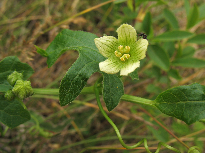 Image of Bryonia dioica specimen.