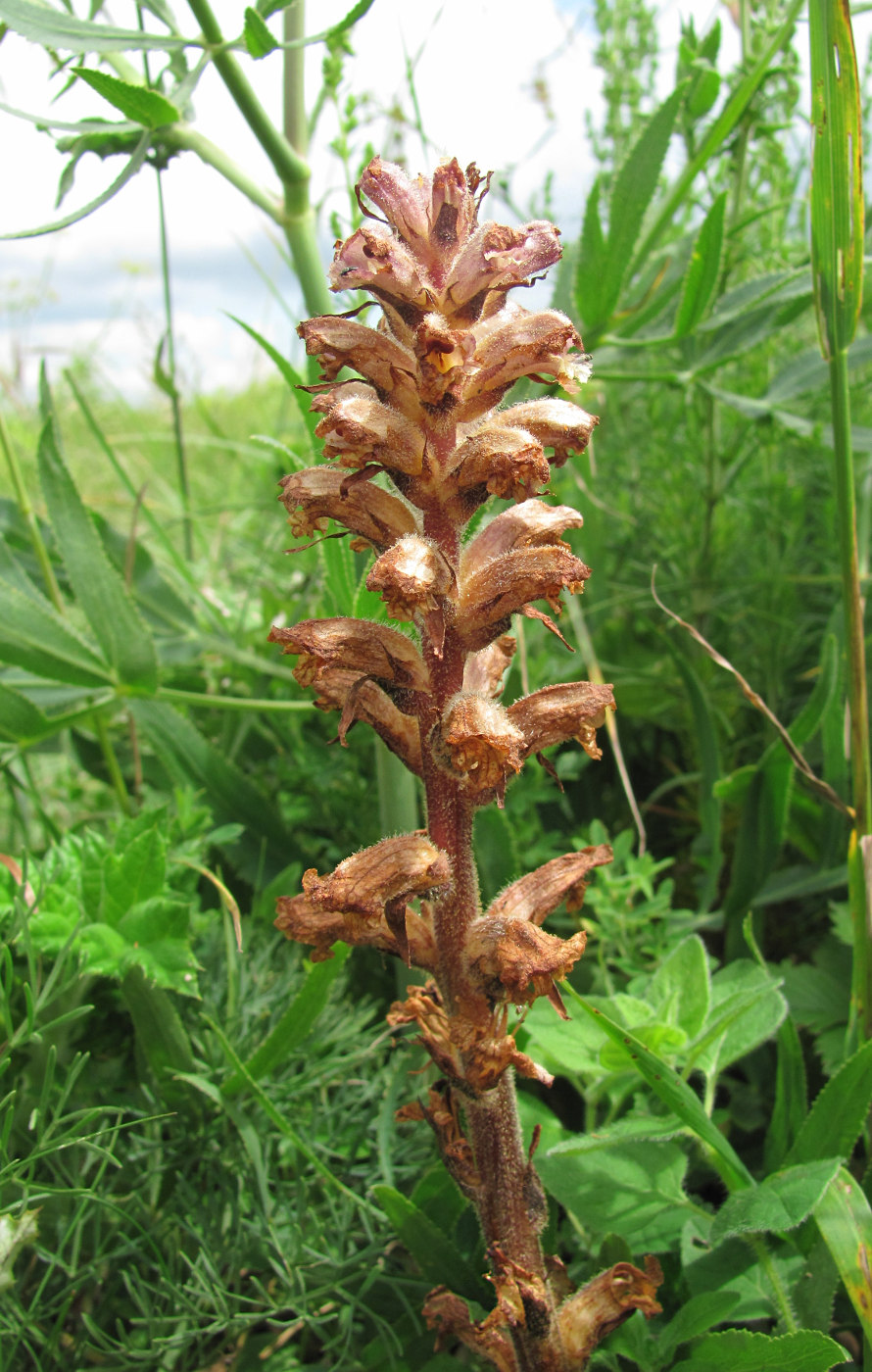 Image of genus Orobanche specimen.