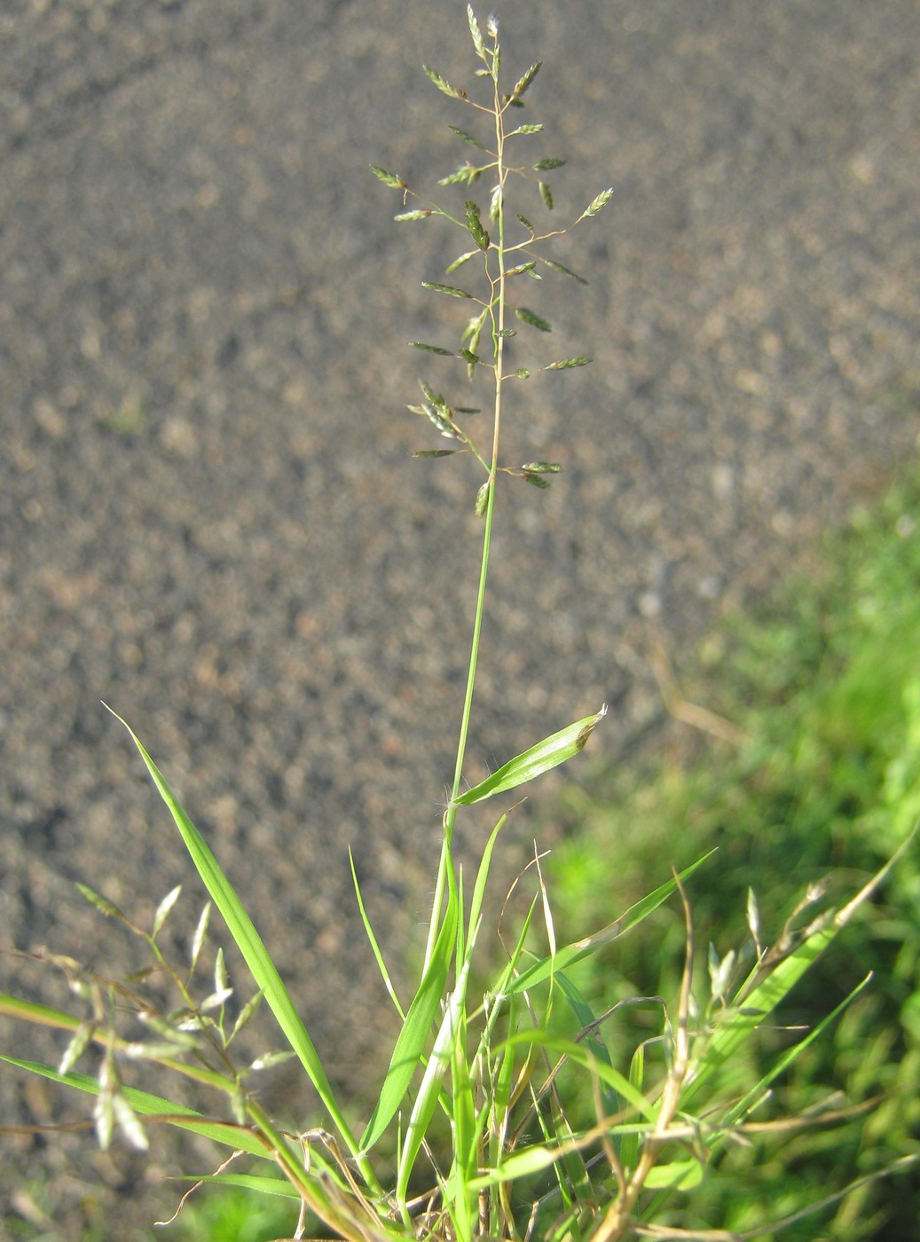 Image of Eragrostis minor specimen.