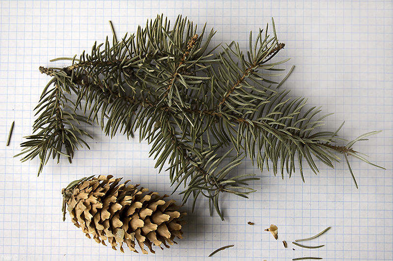 Image of Picea pungens f. glauca specimen.