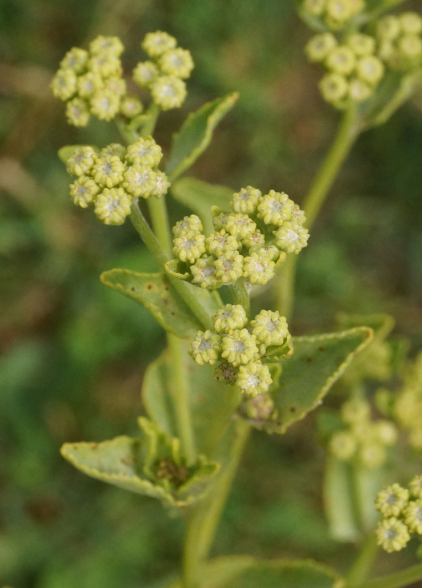 Image of Pyrethrum balsamita specimen.