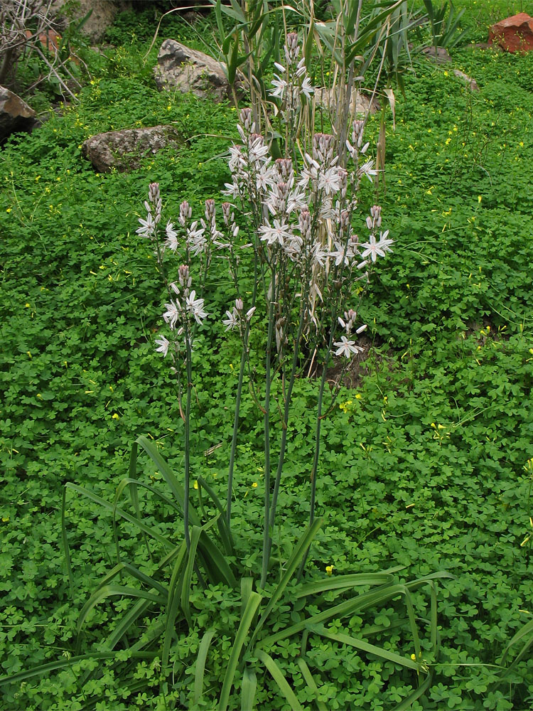 Изображение особи Asphodelus ramosus ssp. distalis.