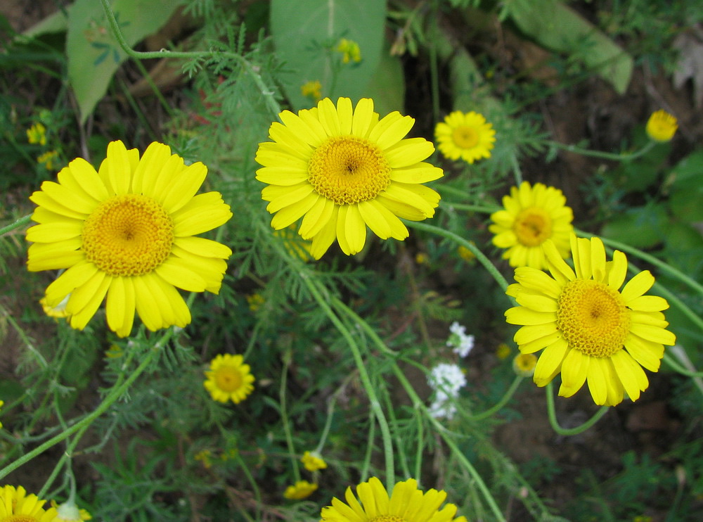 Image of Anthemis tinctoria specimen.