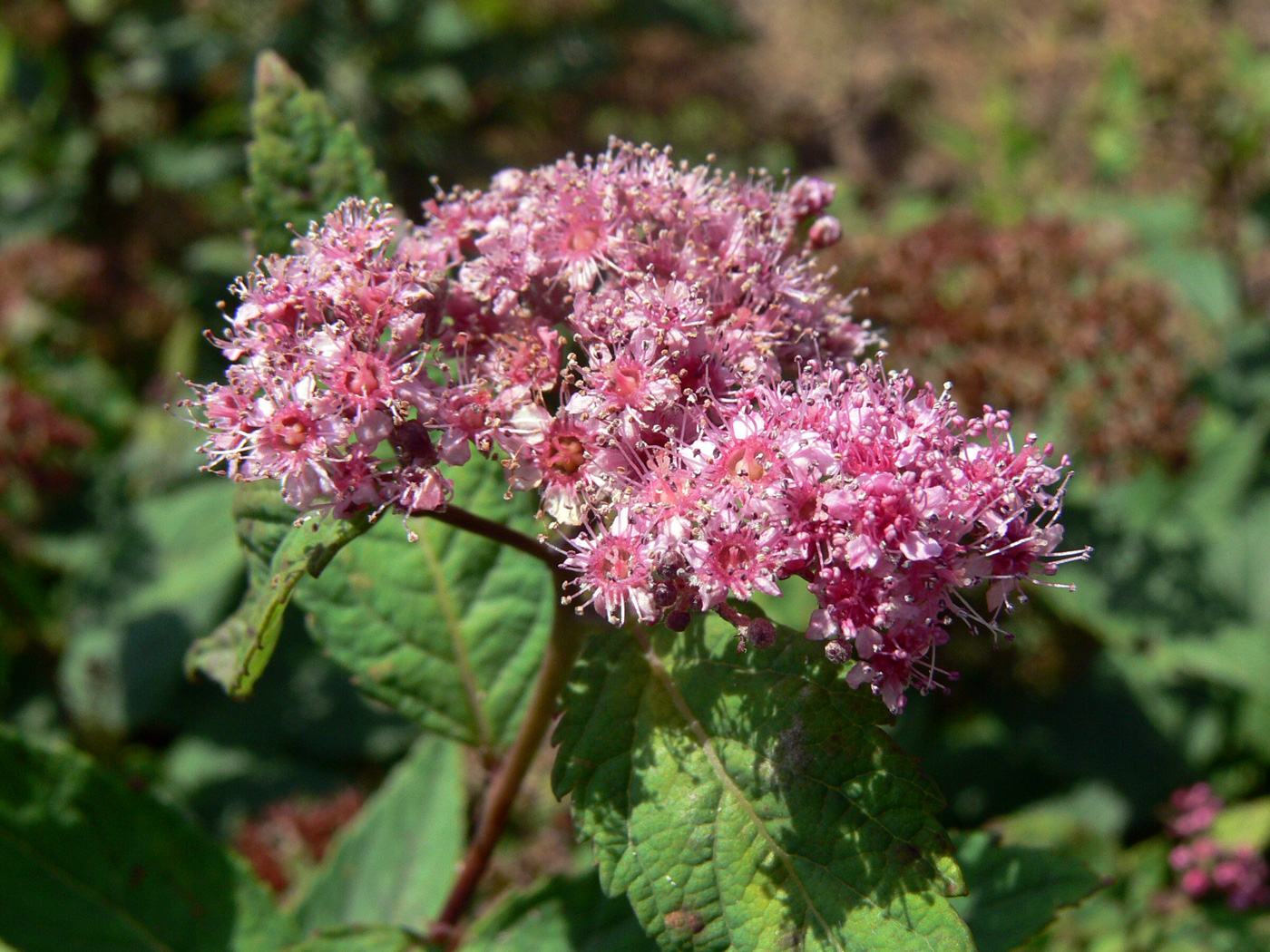 Изображение особи Spiraea japonica.