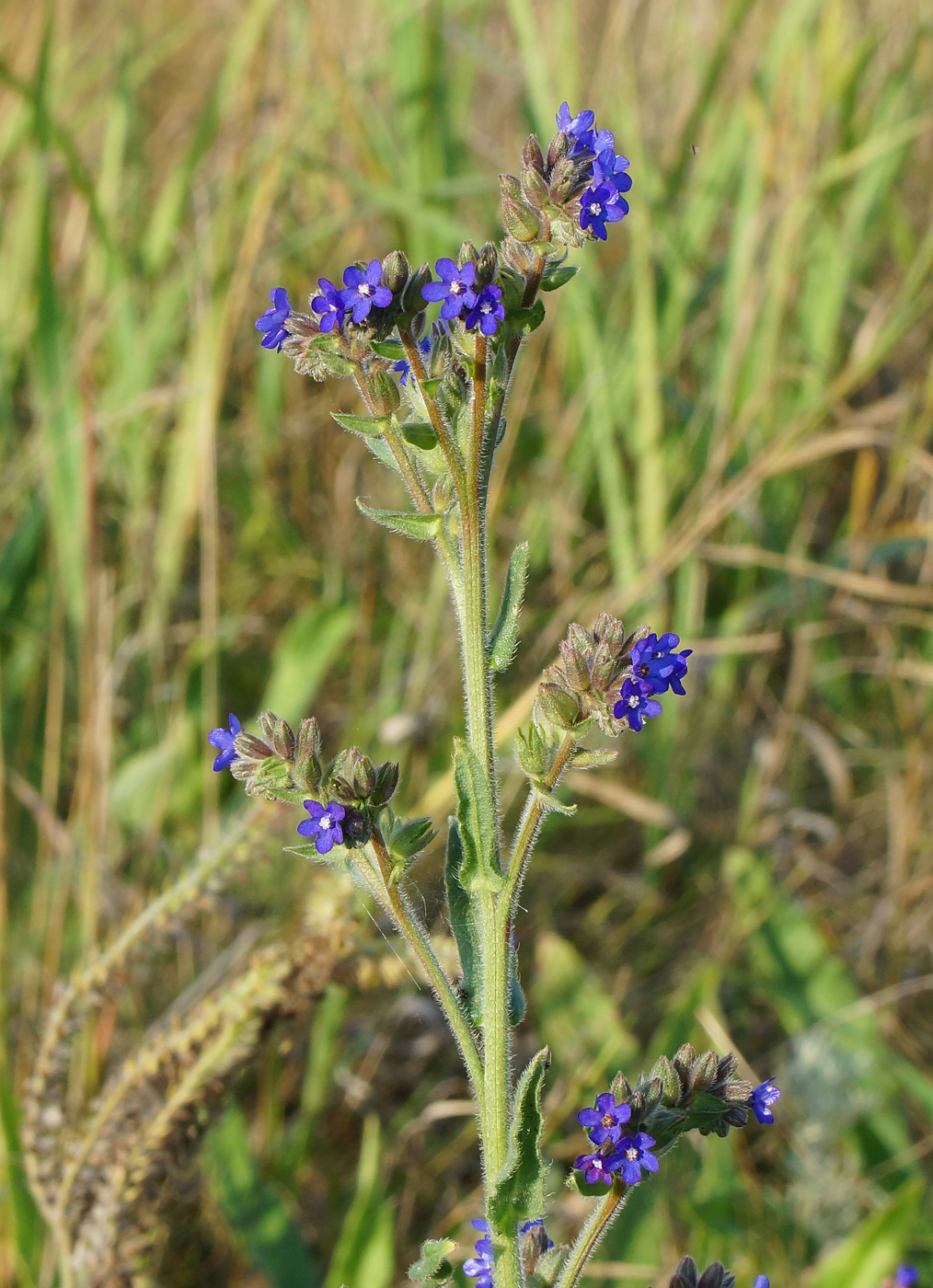 Изображение особи Anchusa officinalis.