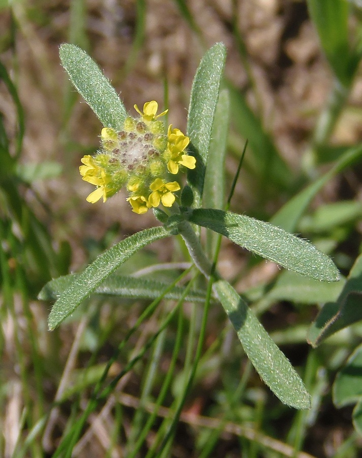 Image of Alyssum turkestanicum var. desertorum specimen.