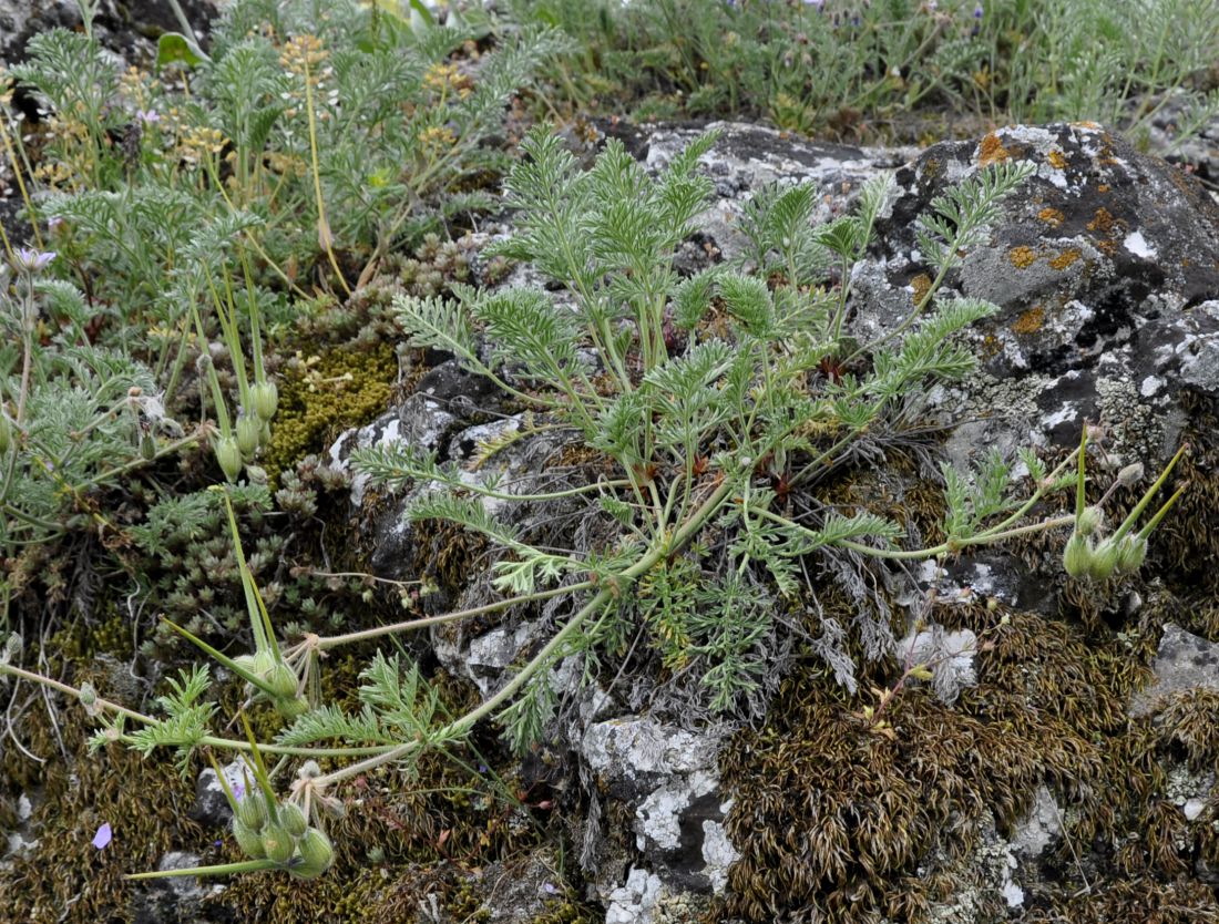 Изображение особи Erodium absinthoides.