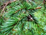 Picea obovata