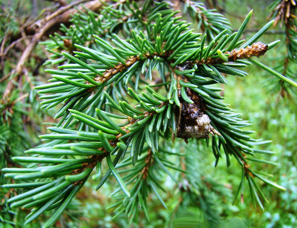 Изображение особи Picea obovata.