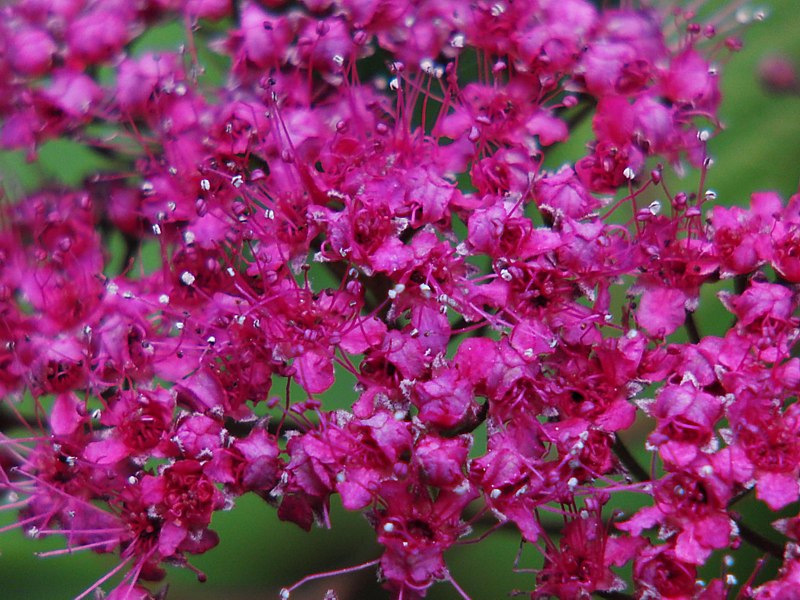 Image of Spiraea japonica specimen.