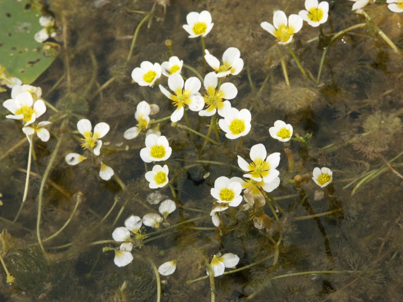 Изображение особи Ranunculus circinatus.