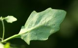 Arabidopsis gemmifera. Лист (вид снизу). Приморский край, окр. пгт Ольга, долина р. Ольга, ильмовник. 06.07.2017.